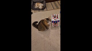 Petunia Loves To Play (Featuring Petunia The Norwegian Forest Cat)