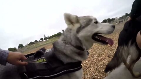 GERMAN SHEPHERD WITH HUSKY