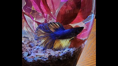 Electric Beauty Blue & Yellow Halfmoon Betta in a Red Planted Vase