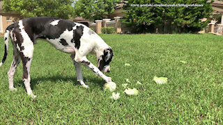 Great Dane Has Fun Making A Cabbage Roll