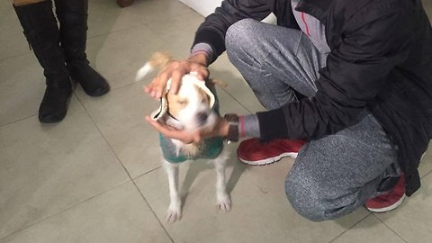 "Toñito" (ahora Milo) el perrito que fue torturado y le sacaron los ojos INICIÓ SU NUEVA VIDA