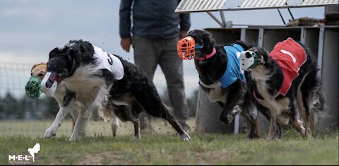 Racing Borzoi