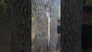 Tree Woes | WHAT IS WRONG? #help