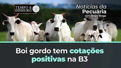 Boi gordo tem cotações positivas na B3 . Físico parou de derreter?