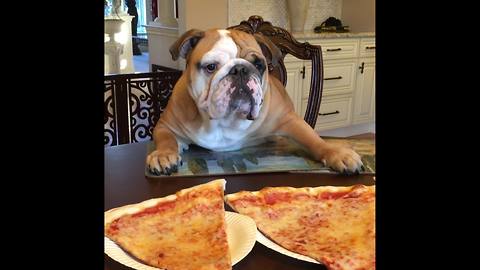 English Bulldog throws a pizza party