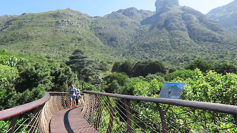 SOUTH AFRICA - Cape Town - Kirstenbosch National Botanical Garden (Video) (R5q)