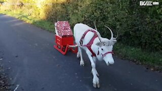 Et hvitt reinsdyr leverer julegaver i Tyskland