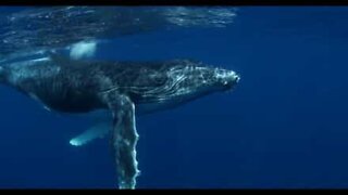 Playful baby whale dances to the camera
