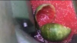 Watermelon explodes in woman's hands