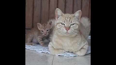 Couple cat