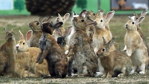 Charming Bunny Rabbit Island Located in Japan.