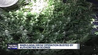 Fire concerns surround massive marijuana grow operation found in Ecorse