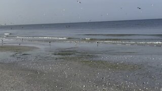 Beach Walks in Paradise- 8/25/2021- 4K