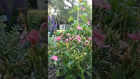 Spring Morning In The Garden || Zone 9b Cottage Garden || #goodehome #shorts