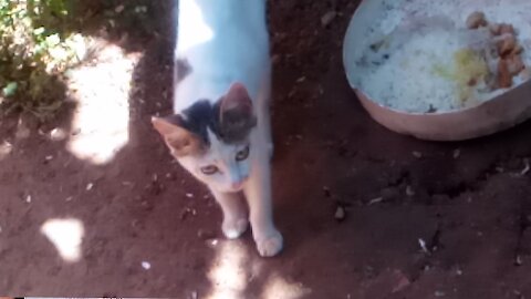 Kitten hunting for food in the yard