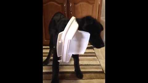 Guilty As Charged Labrador Gets Stuck In The Garbage Lid