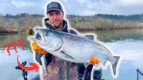 DO NOT go SALMON FISHING without watching THIS! (Cut Plug Herring HOW TO)