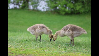 Enormous amount of goslings safely cross the street