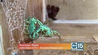 Scorpion Repel shows how they can help keep scorpions from entering your home for up to 3 years!