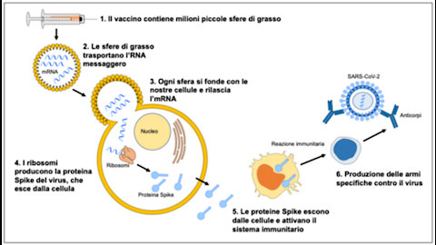 💉 COSA SONO I VACCINI A mRNA 🧬