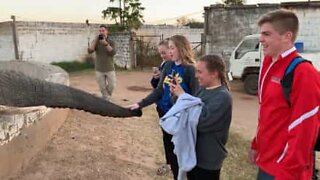 Elephant slams trunk against teen's face