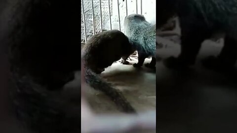 Look What Happened When Brutal Predator Mongoose Attack Everything That Moves? | Wild Animals