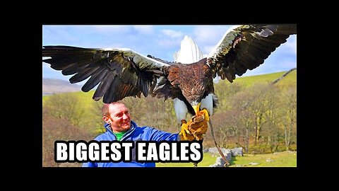 Best Eagle Attacks! World s Largest & Deadliest - Golden, Bald and Haast Eagles