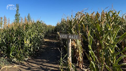 Lethbridge Corn Maze Fundraiser | Friday, October 6, 2023 | Angela Stewart | Bridge City News