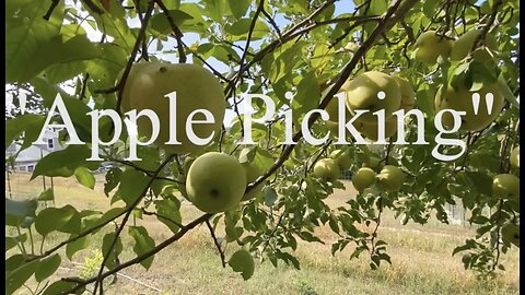 Apple Picking