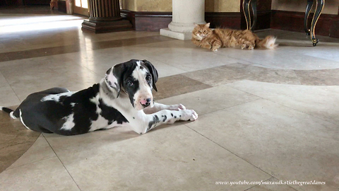 Laid back cat is amused by Great Dane puppy