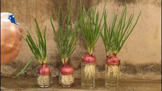 How to grow onion in water || best method to grow green onion in wine glass