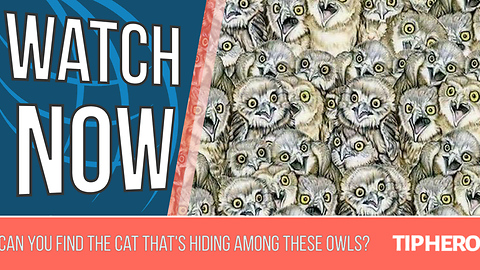 Try To Find The Cat That's Hiding Among These Owls