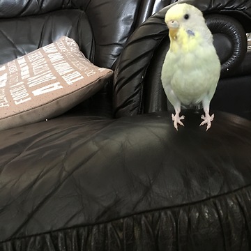 Parrot rocks out to MC Hammer tunes