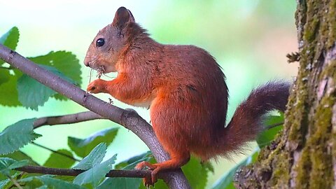 First Sighting: Very Cautious Red Squirrel in my Favorite Park