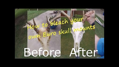How to Bleach Your Own European Skull Mount