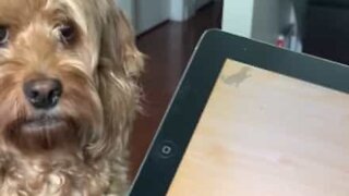 Cadela fica doida quando joga no iPad