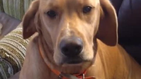 Guilty Dogs Confronted After Completely Decimating Couch