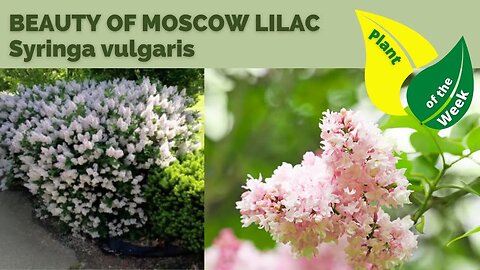 BEAUTY OF MOSCOW LILAC | Syringa vulgaris