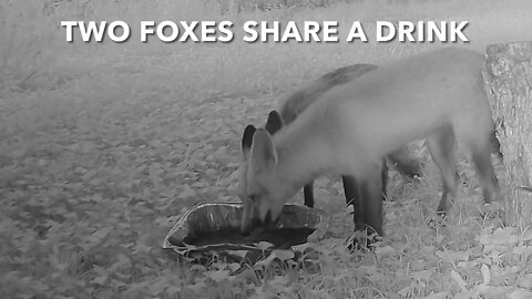 Two Foxes Share A Drink