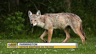 Coyote sightings are on the rise in Farmington