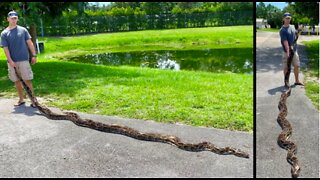 Nearly 18-foot Burmese python captured in Florida
