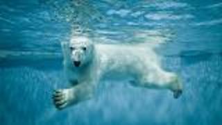National Polar Bear Day