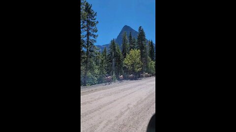 Wild mountain goat at Canmore