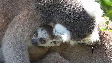Lemur family is crazy about newborn baby