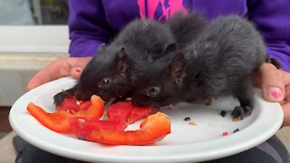 BABY SQUIRRELS RESCUED!! *CUTE*