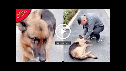 Dog Cries After Reuniting With Handler She Hasn't Seen For Years