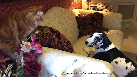Funny Cat Hums At Barking Great Dane Puppy