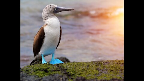 Did you ever seen bird with blue-footed