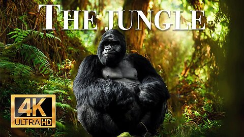 жизнь животных в джунглях 4k - Замечательный фильм о дикой природе с успокаивающей музыкой