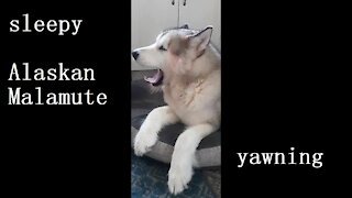 Sleepy malamute yawning